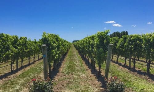 The 14 Best Wineries and Vineyards Within Two Hours of Boston thumbnail