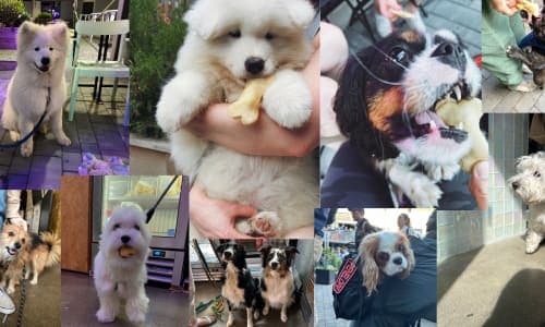 Puppy Therapy: Adoption Meet-n-Greet thumbnail
