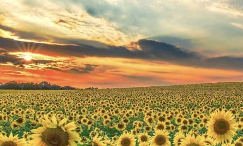 The Best Sunflower Fields Near Washington DC thumbnail