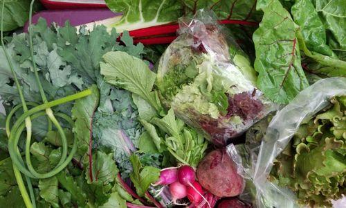 Jamaica Plain Farmers Market thumbnail