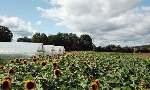 Elliot Farm Sunflower Bloom thumbnail