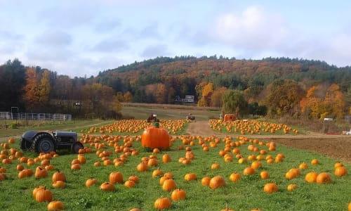 Pumpkin Picking at Hanson's Farm thumbnail