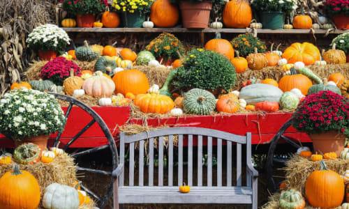 Pumpkin Picking at Cider Hill Farm thumbnail