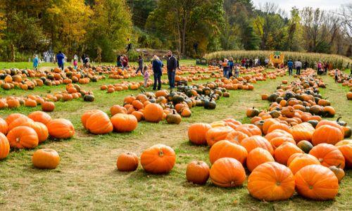 The 11 Best Pumpkin Patches Near Boston thumbnail