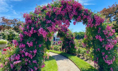 Kelleher Rose Garden 2025 Bloom thumbnail