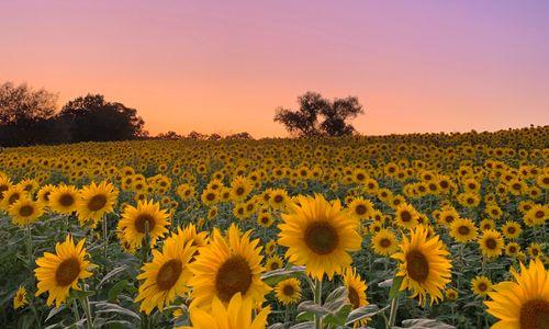 Colby Farm Sunflower Field 2026 Bloom thumbnail