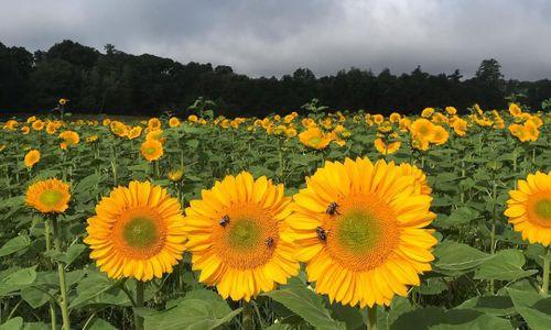School Street Sunflowers Bloom thumbnail