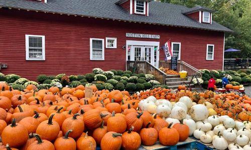Apple & Pumpkin Picking at Boston Hill Farm thumbnail
