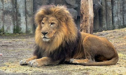 Free Admission to Franklin Park Zoo & Stone Zoo on MLK Day 2025 thumbnail