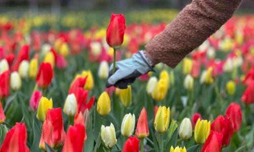 Tulip Mania thumbnail