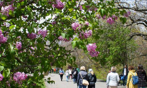 Lilac Sunday at the Arnold Arboretum thumbnail