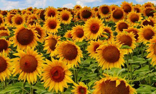 The Best Sunflower Fields Near Boston thumbnail