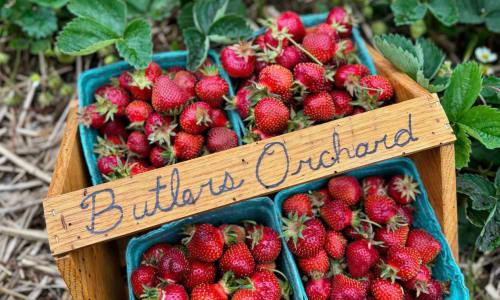 Butler's Orchard thumbnail