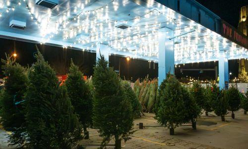 The Fenway Tree Farm thumbnail