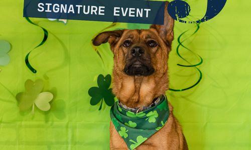 Saint Patrick's Day Party at Park-9 thumbnail