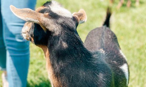 Thursday Discovery STEAM Days at Cider Hill Farm thumbnail
