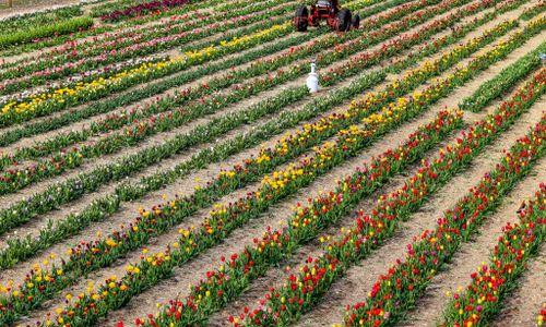 PYO Tulips at Ward's Berry Farm! thumbnail