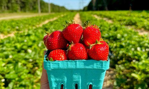 Pick-Your-Own Strawberries at Ward's Berry Farm! thumbnail