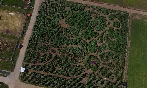 PYO Sunflowers and Sunflower Maze at Ward's Berry Farm thumbnail