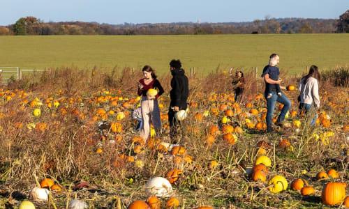 Magnolia Meadow Farms in Maryland thumbnail