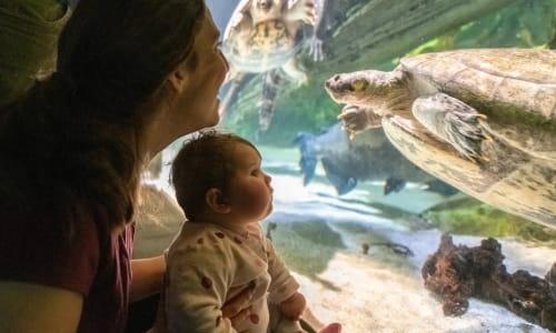 Free Fall Friday Night at the Baltimore Aquarium thumbnail