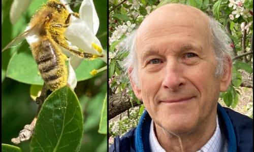 Flower Visitors at the Arboretum: Can Honeybees and Native Pollinators Co-Exist? thumbnail