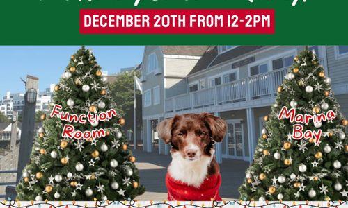 Adopt a Dog This Holiday Season in Quincy! thumbnail