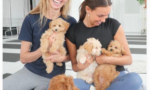 Puppies & Yoga Washington DC thumbnail