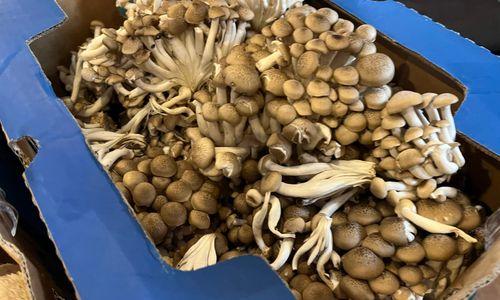 Roslindale Winter Farmers Market thumbnail