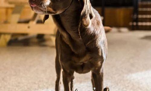 Country Fest thumbnail