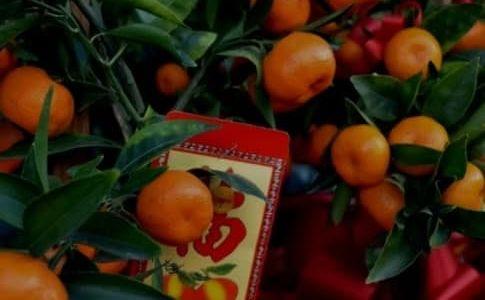 Lunar New Year Flower Market thumbnail