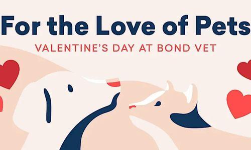 For the Love of Pets at Seaport thumbnail