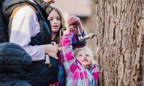 Maple Sugaring at the Boston Nature Center thumbnail
