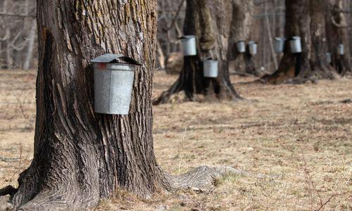 Maple Sugaring at Magazine Beach thumbnail