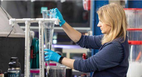 Innovations in Aquaculture: Larval Fishes at the New England Aquarium thumbnail