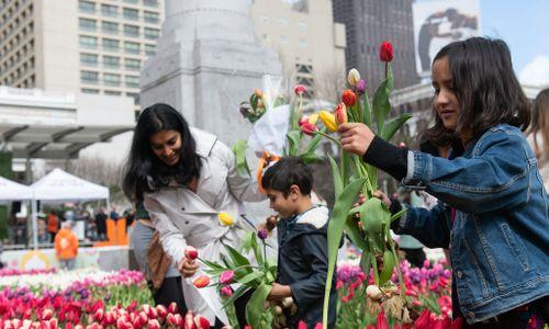 Tulip Day Washington, DC thumbnail