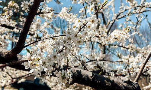 Free Self-Guided Spring Orchard Walk thumbnail