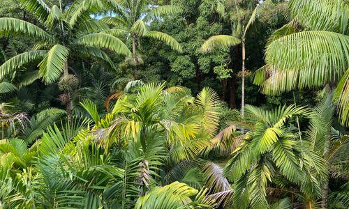 W.S. Merwin: A Talk and Poetry Reading thumbnail