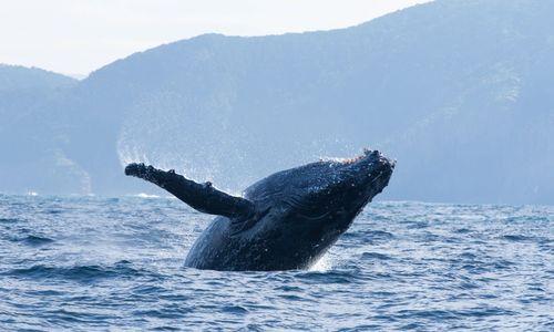 New England Aquarium to screen documentary film Ocean with David Attenborough thumbnail