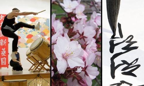 Cherry Blossom Celebration thumbnail