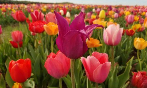 Burnside Farms - Tulip Farm - 2026 Festival of Spring thumbnail