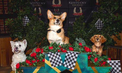 Park-9 Annual Dog Derby thumbnail