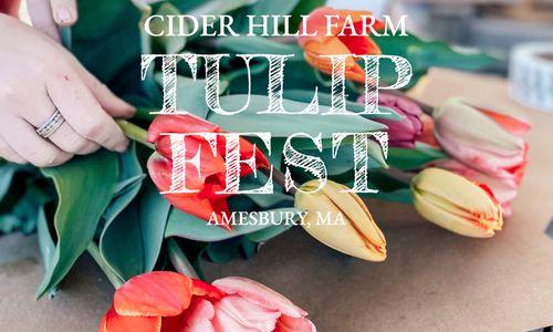 Tulip Fest at Cider Hill Farm (May 2-3 & 9-10) thumbnail
