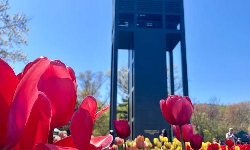 Tulip Festival thumbnail