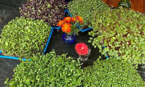 Grow Your Own Microgreens! An All-Ages Workshop thumbnail