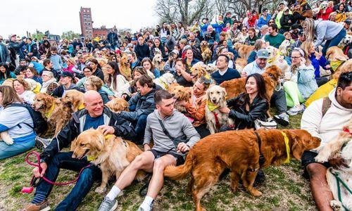 MA Golden Retrievers Boston Marathon Meetup thumbnail