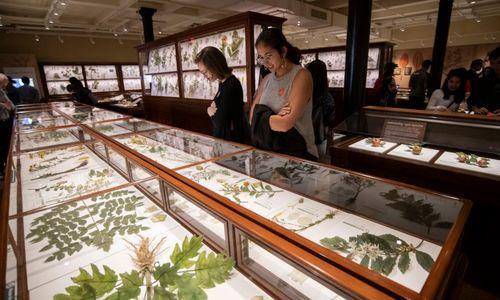 ArtsThursdays: Botanical Wonders thumbnail