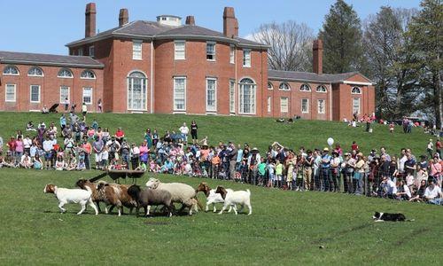 Gore Place Sheepshearing Festival thumbnail