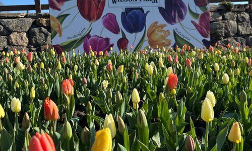 Pick-your-own Tulips at Wilson Farm thumbnail