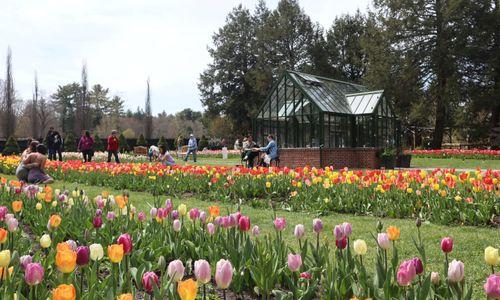 Tulip Mania thumbnail